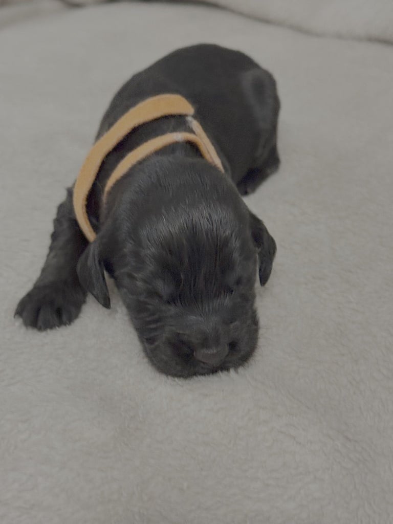 Cocker spaniel puppies for sale