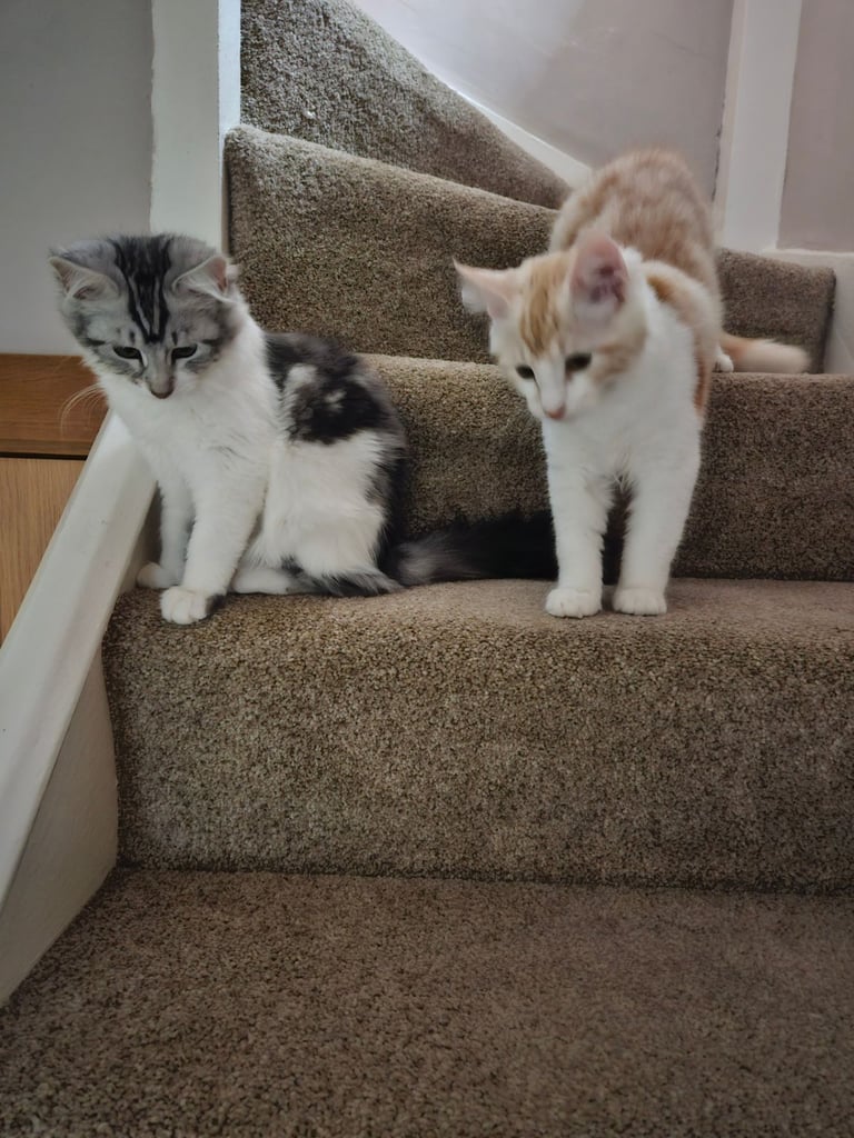 Beautyful siberian kitten looking for a new home for ever.