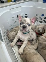 French bulldog puppies Ready now !!!!