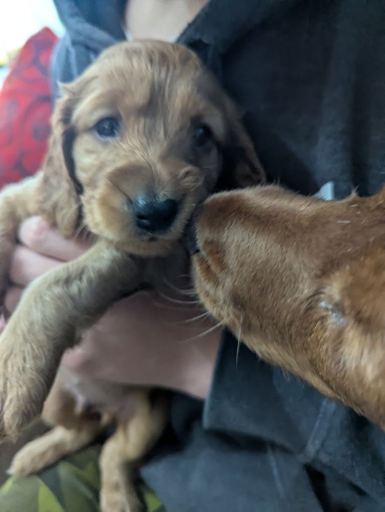 Golden cocker spaniel.
