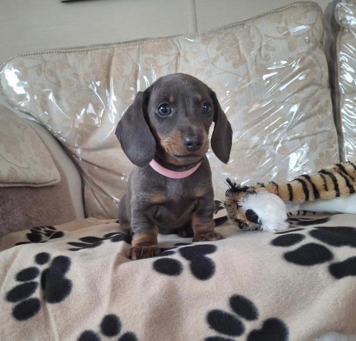 Miniature dachshund puppies (READY NOW)