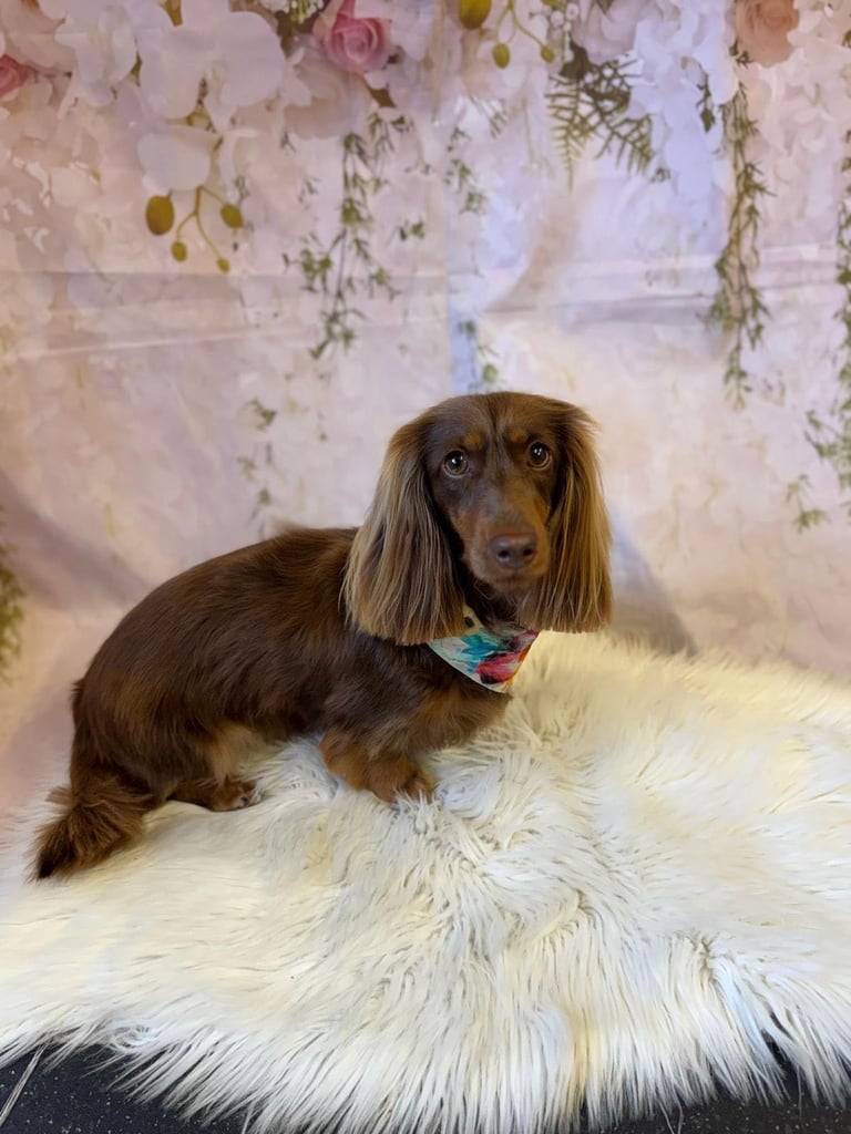 Beautiful family owned miniature longhaired dachshund puppy's in Southampton
