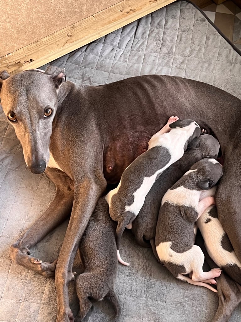 Pet Shops Olx Whippet Puppies For Sale Whippet Dogs Puppies For