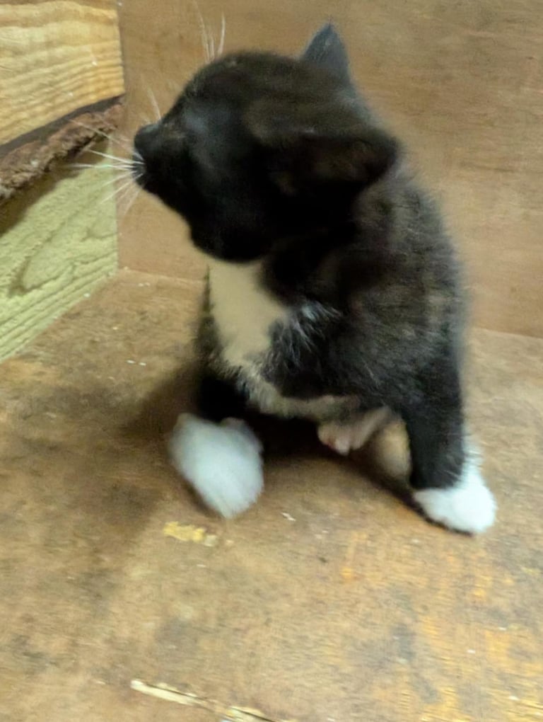 Kittens looking for forever homes 