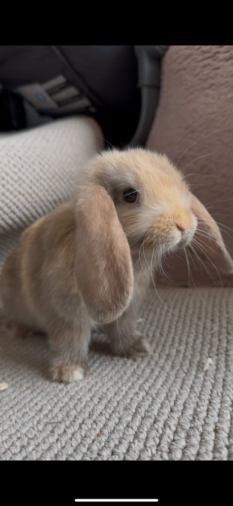 ⭐️ 1 mini lop boy left ready to go!!