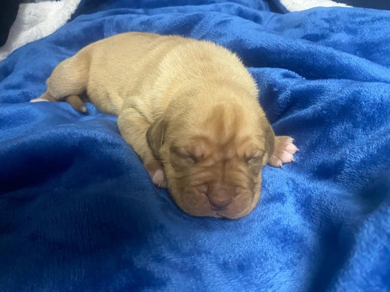 Dogue de bordeaux puppies