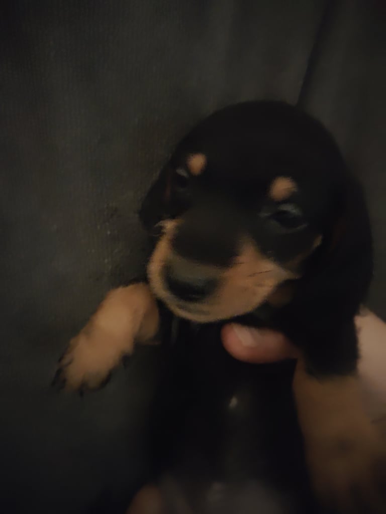 Miniature Dachshund puppies for sale 