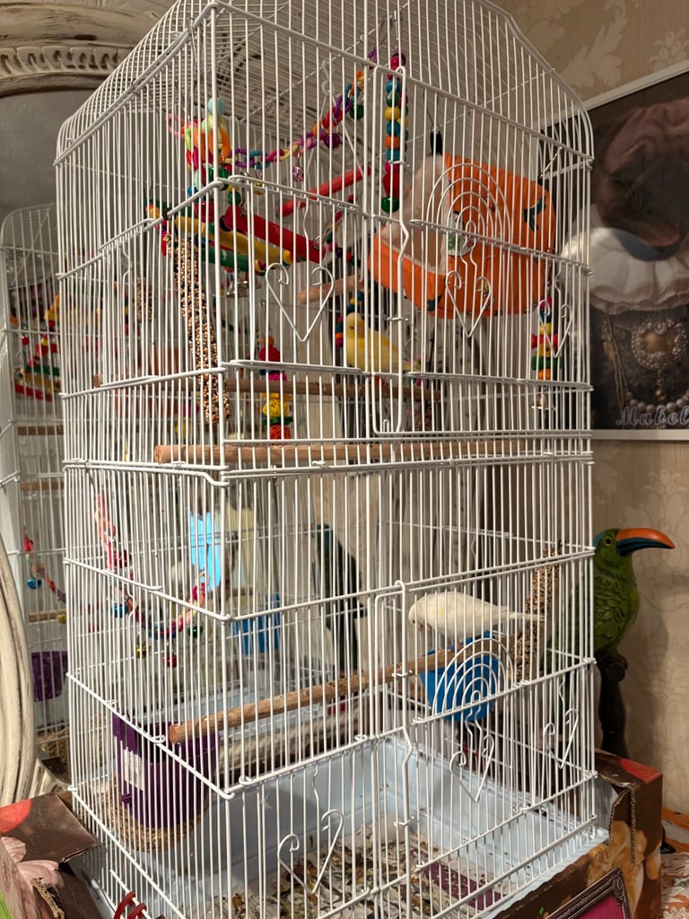 image for Pair of canaries and cage 