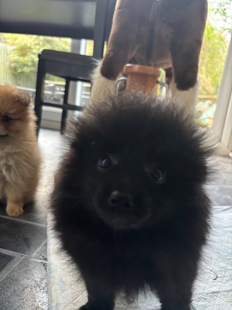 Pomeranian Puppy 