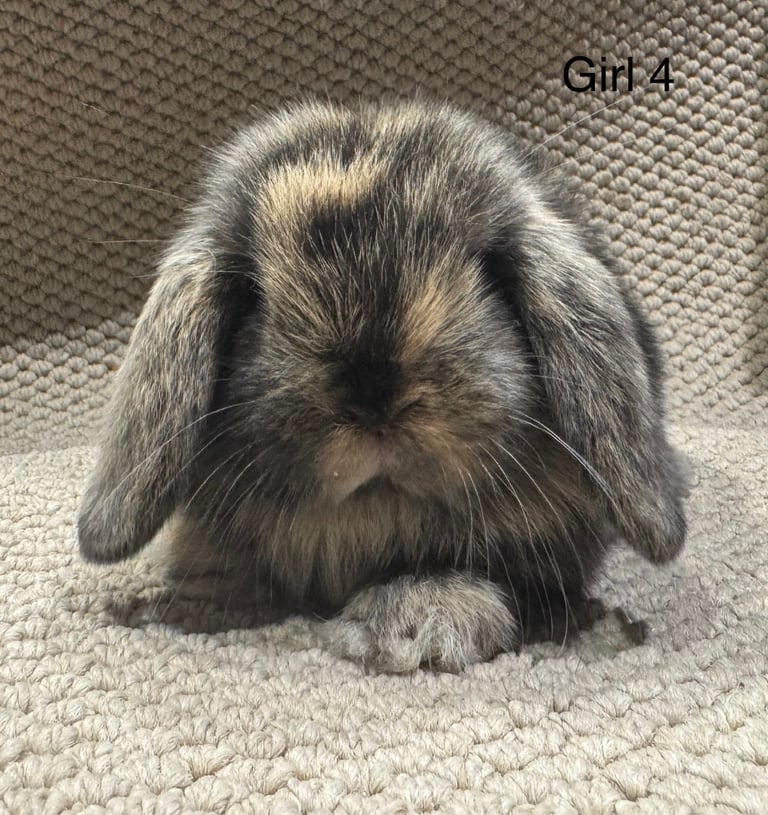 🐰 MINI LOPS  🐰 2  girls left ready to reserve!!