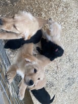 Pure bred golden retriever & black doodle pups for sale