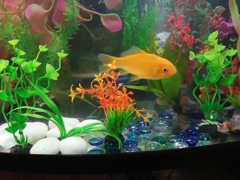 Male Goldfish