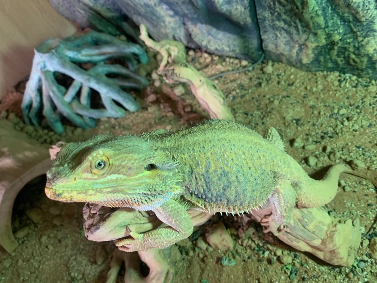 Bearded Dragon and Full set up
