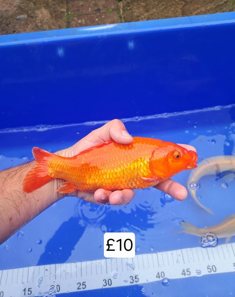 Koi for sale
