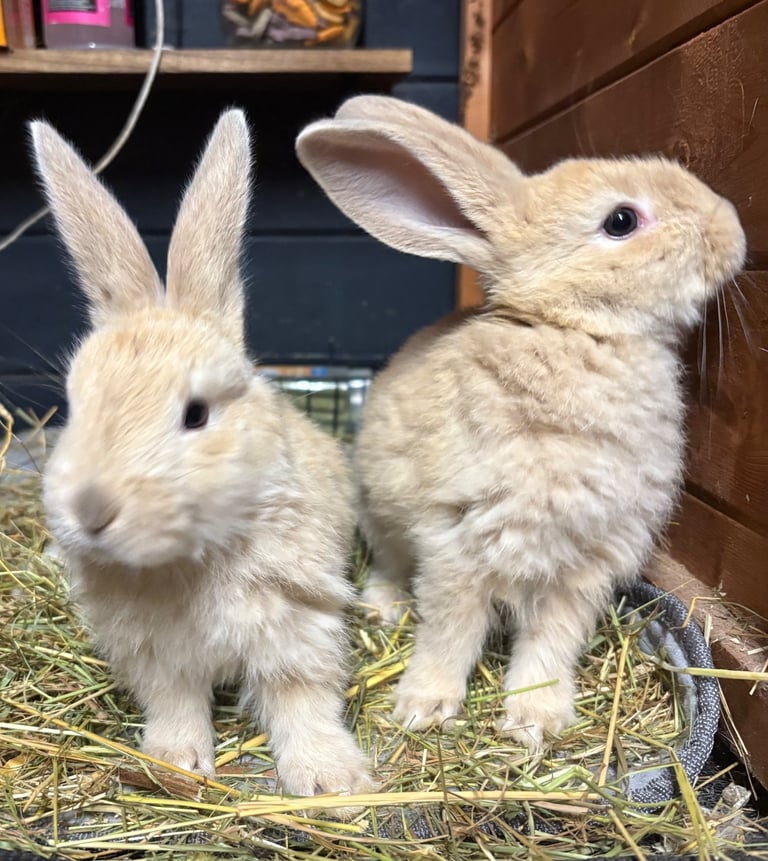 2 beautiful Gaint cross baby bunnies 