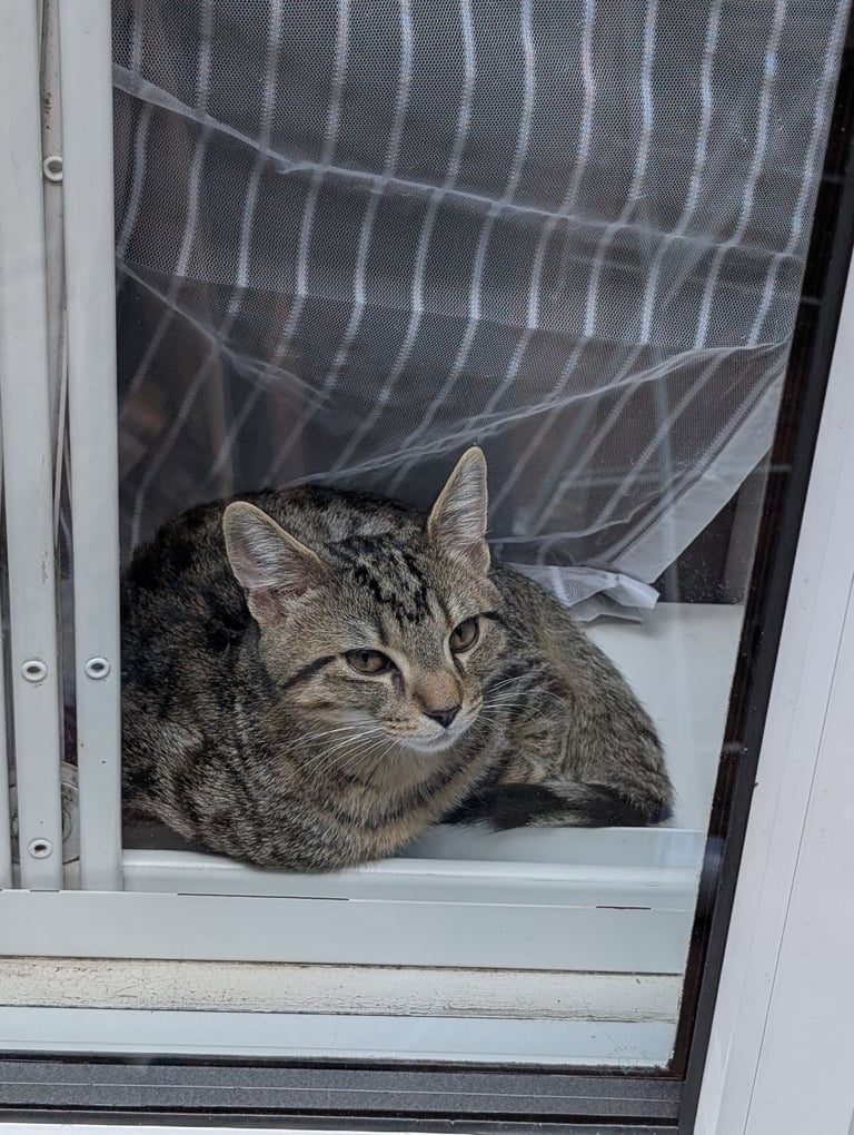 8 months kittens forever home