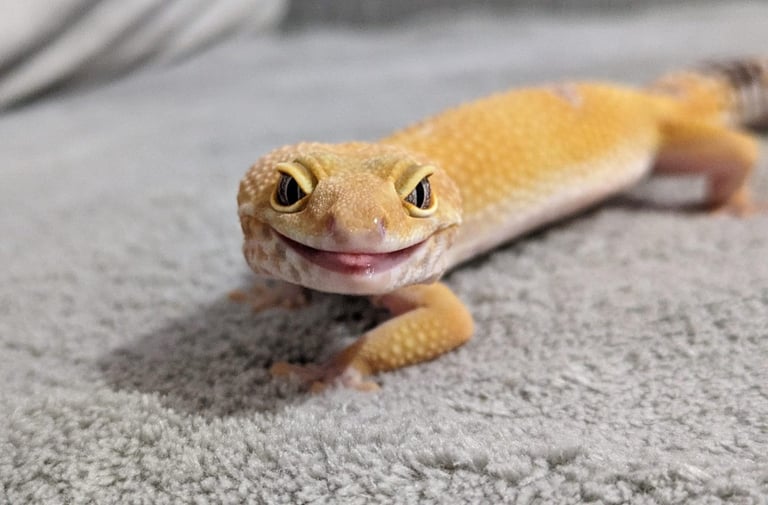 image for Leopard gecko for sale, with setup 