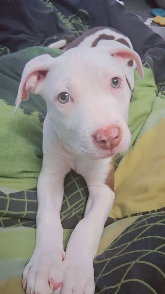 12 week old american bulldog
