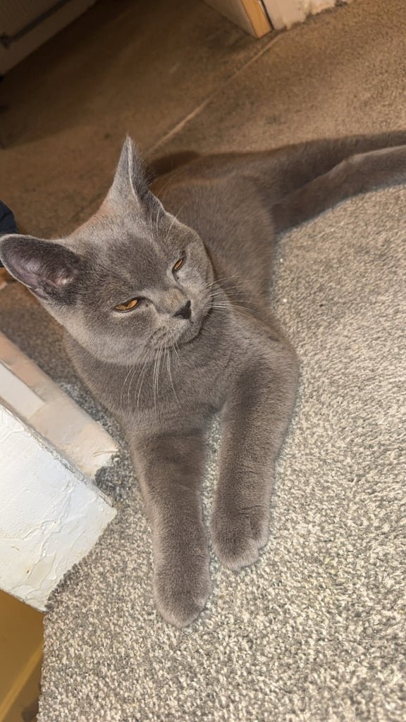 Cat 