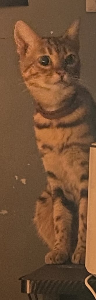 F4 female Bengal and male tabby cross prices below 