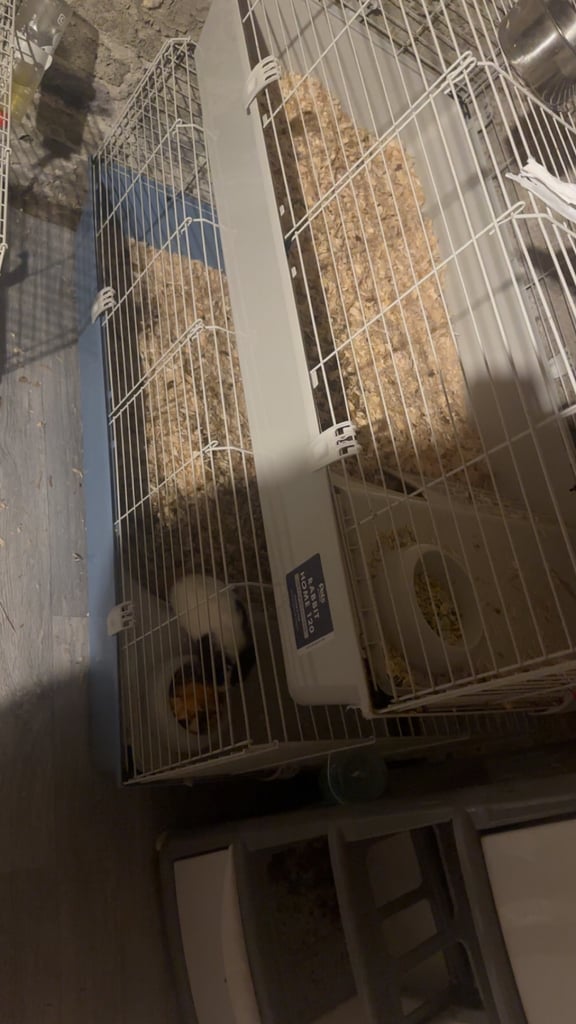 image for Guinea pigs and cages 