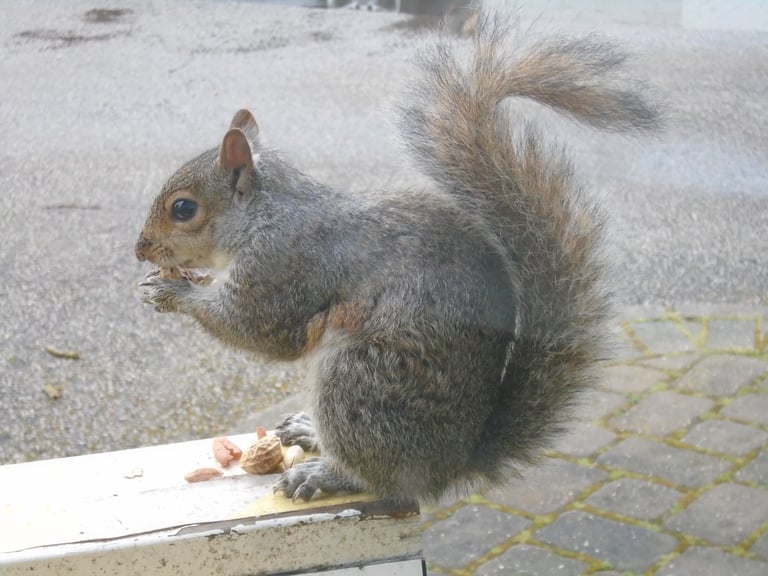 2016 Ford B-MAX 1.0T EcoBoost Zetec MPV 5dr Petrol Manual Euro 5 (100 ps)