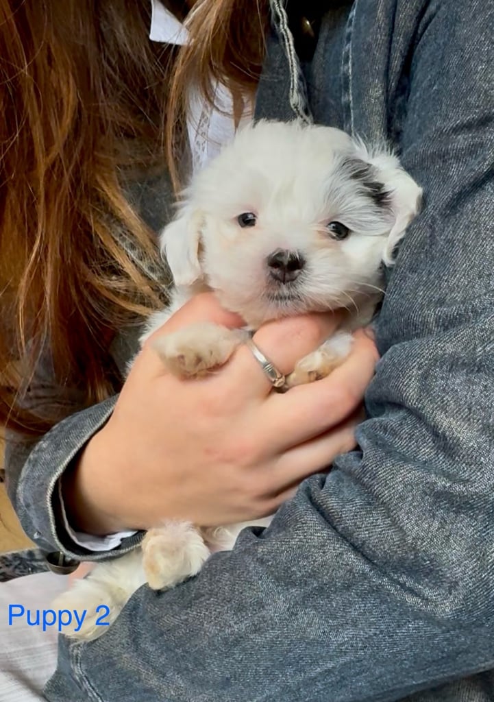 Exquisitely Cute Toy Teddy Maltipoo Puppies