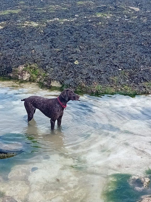 Amazing Pointer Puppies For Sale Excellent Pedigree