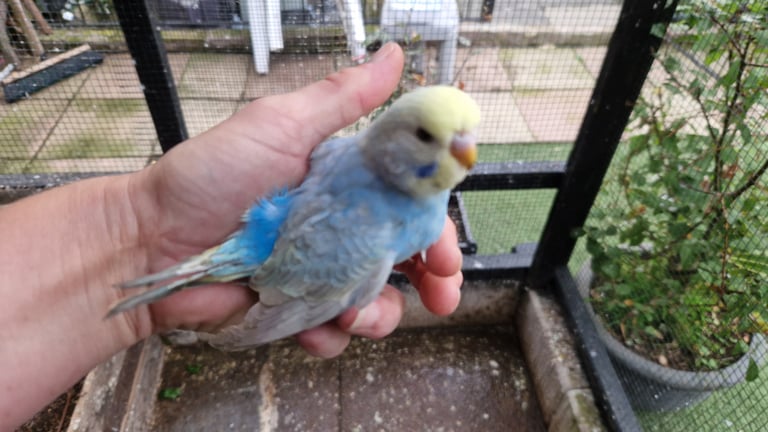 2x baby budgies £50 each
