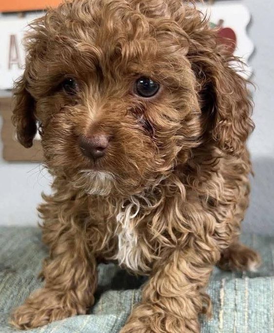Cavapoo puppies 