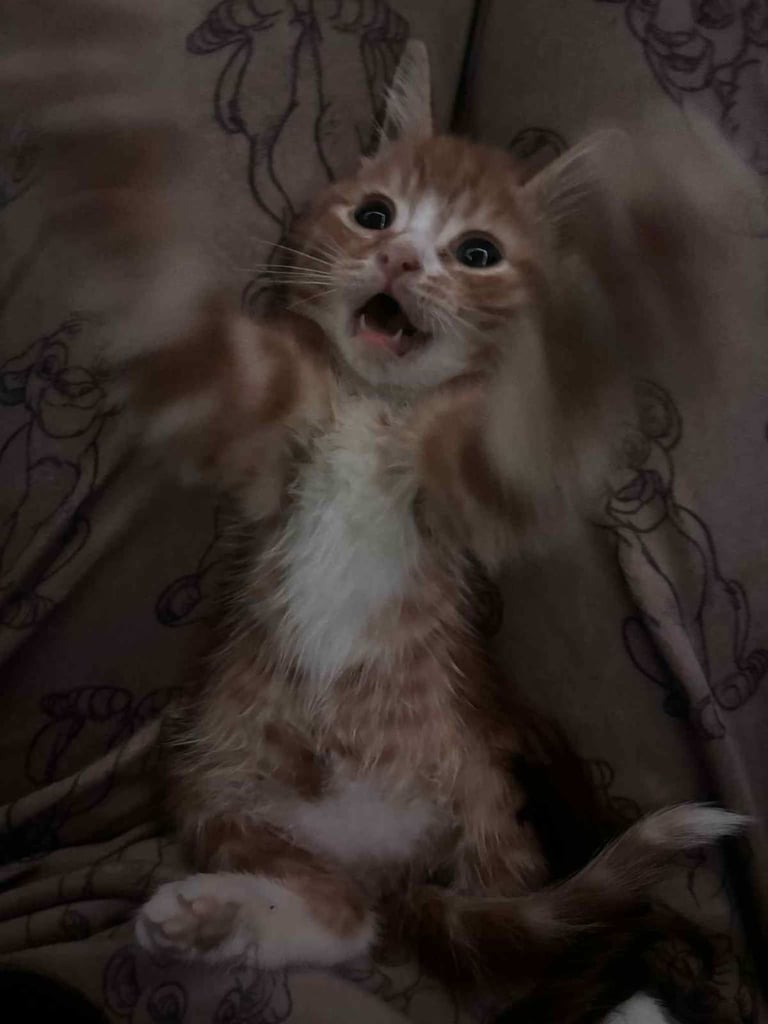 10 week old kittens, ALL SOLD 