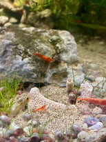 Guppy male and female, red cherry shrimp and blue Ramshorn snails