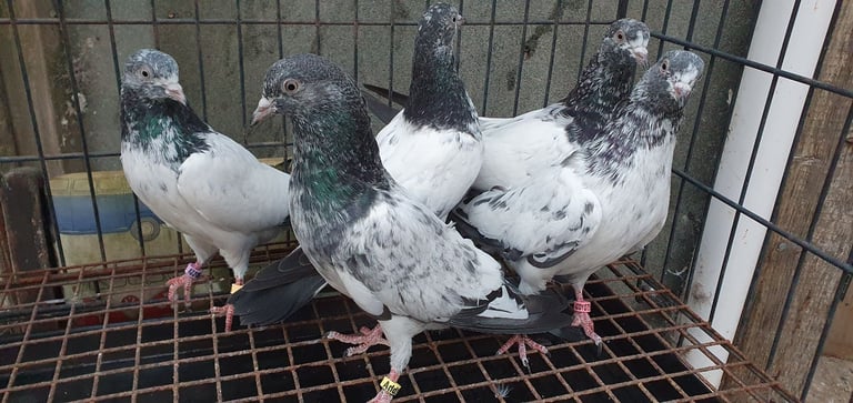 Pakistani Highflyer Pigeons For Sale