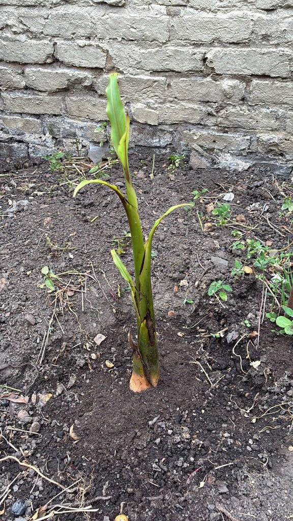 Indoor and outdoor banana plants 