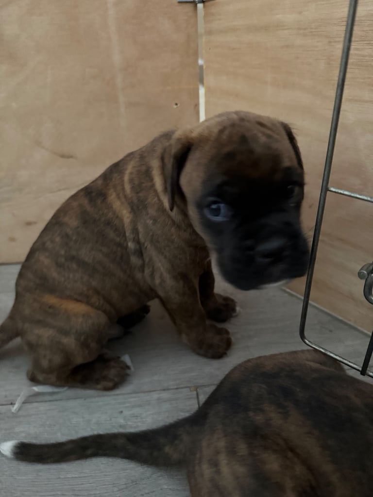 KC Boxer puppies - bobtail & longtail 🐶🩷💙