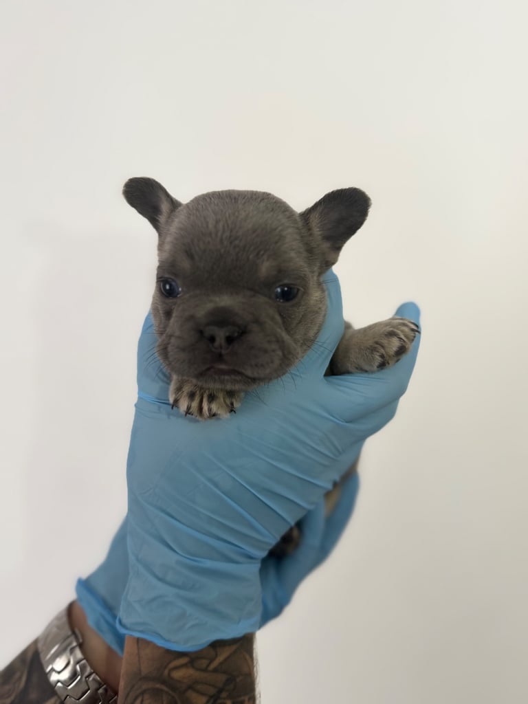 Fluffy/fluffy carrier French bulldogs 