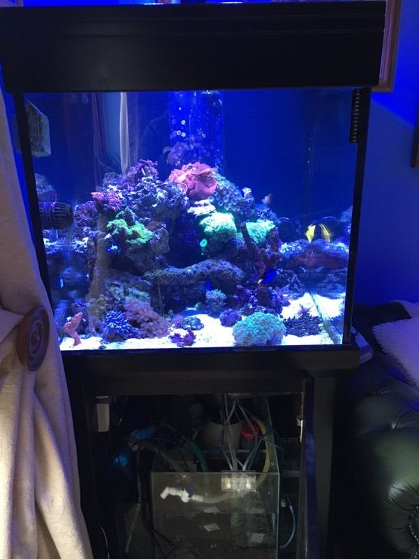  Aqua one Black 275 marine tropical fish tank aquarium with setup