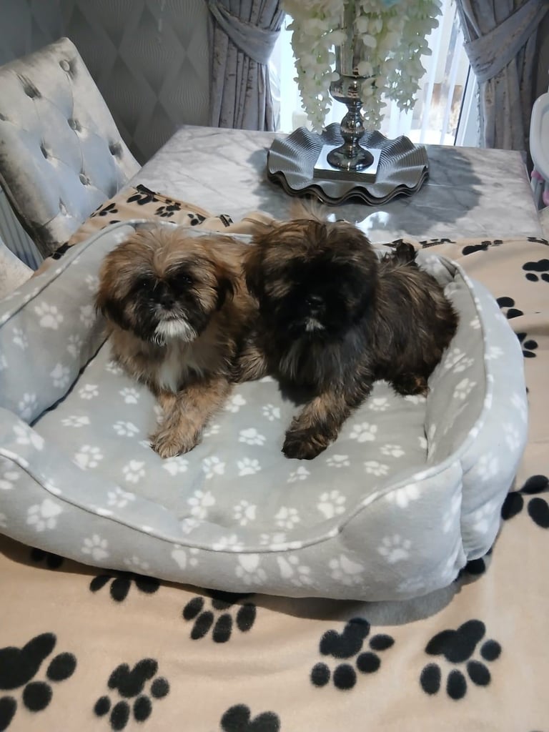 miniture shihtzu puppy