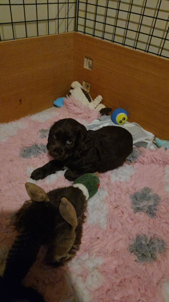 Puppy available now. Chocolate show  type cocker spaniel female. AMAZING PUP