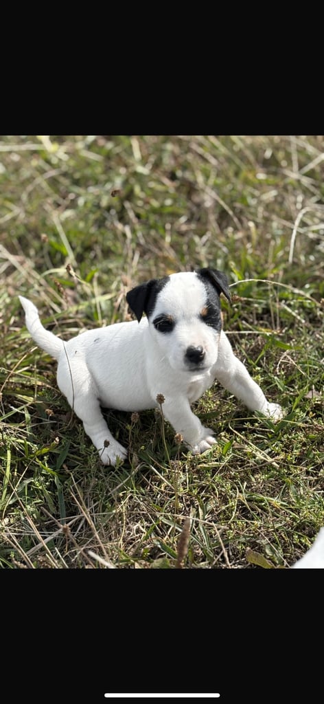 Jack Russel puppys 