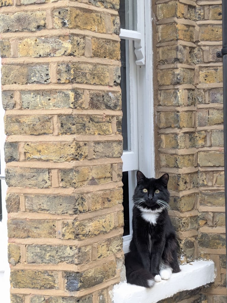 CAT NEEDS HOME - 1 year old male -