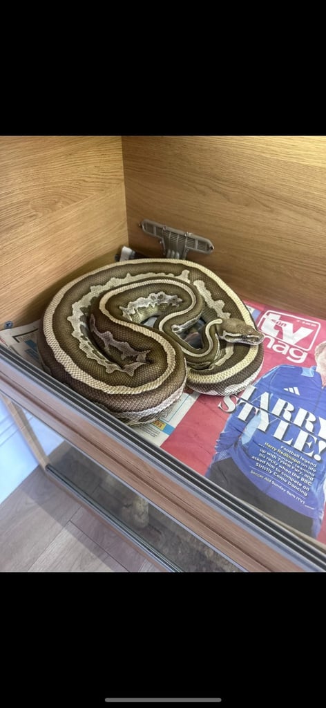 Ball pythons only snakes sold can be sold with rub enclosure 