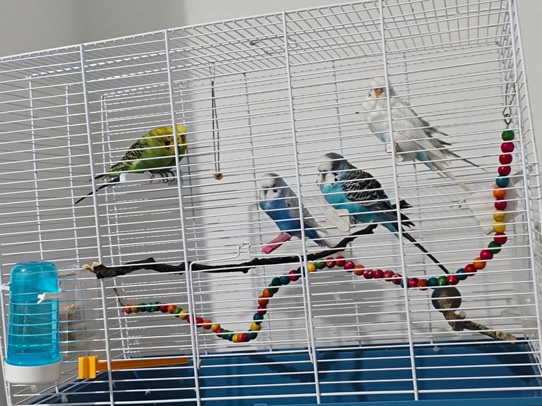 Budgies for sale
