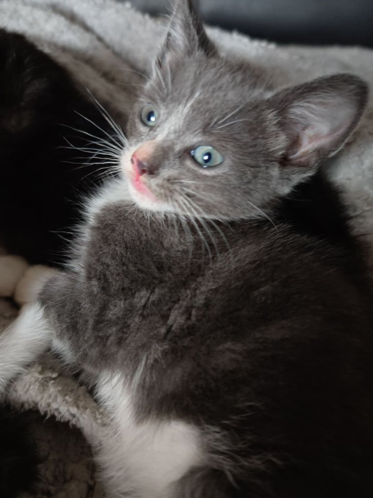 image for Kittens for sale