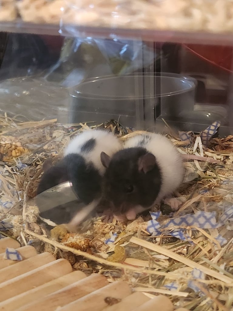 3 girls and 2 males left More topeard and dumbos very soon