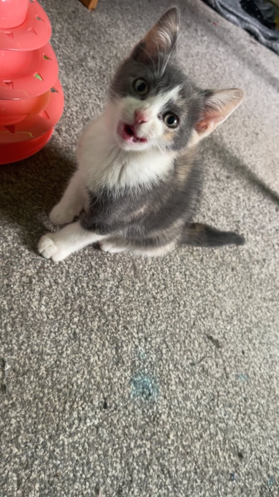 Dilute calico kitten, ready for her new home