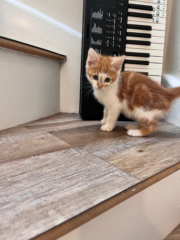 image for Ginger Calico Tuxedo kittens ready for their forever homes 