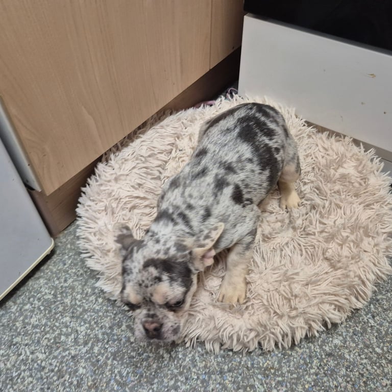 French Bulldog Puppy