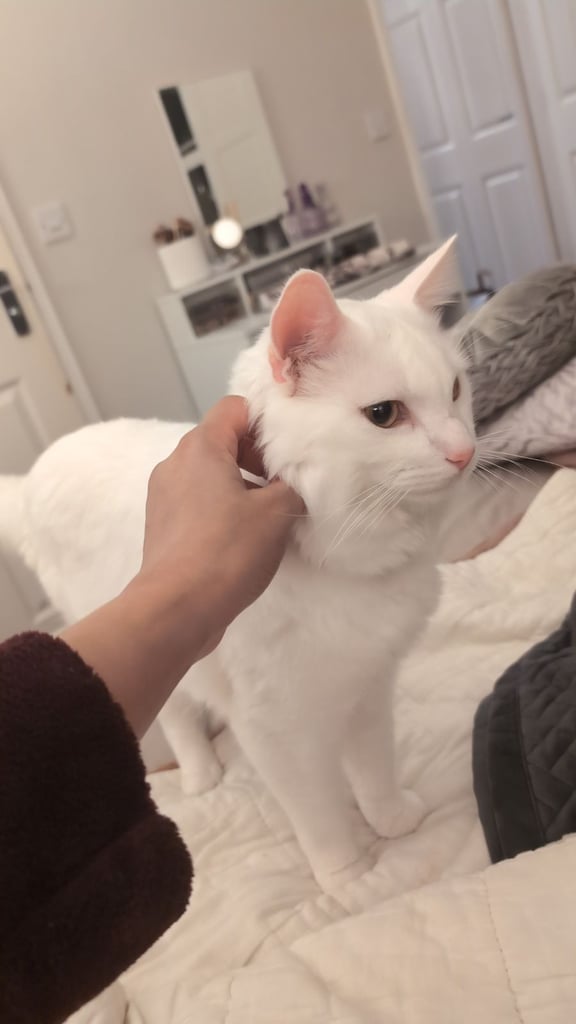 Beautiful Siberian white long hair male cat