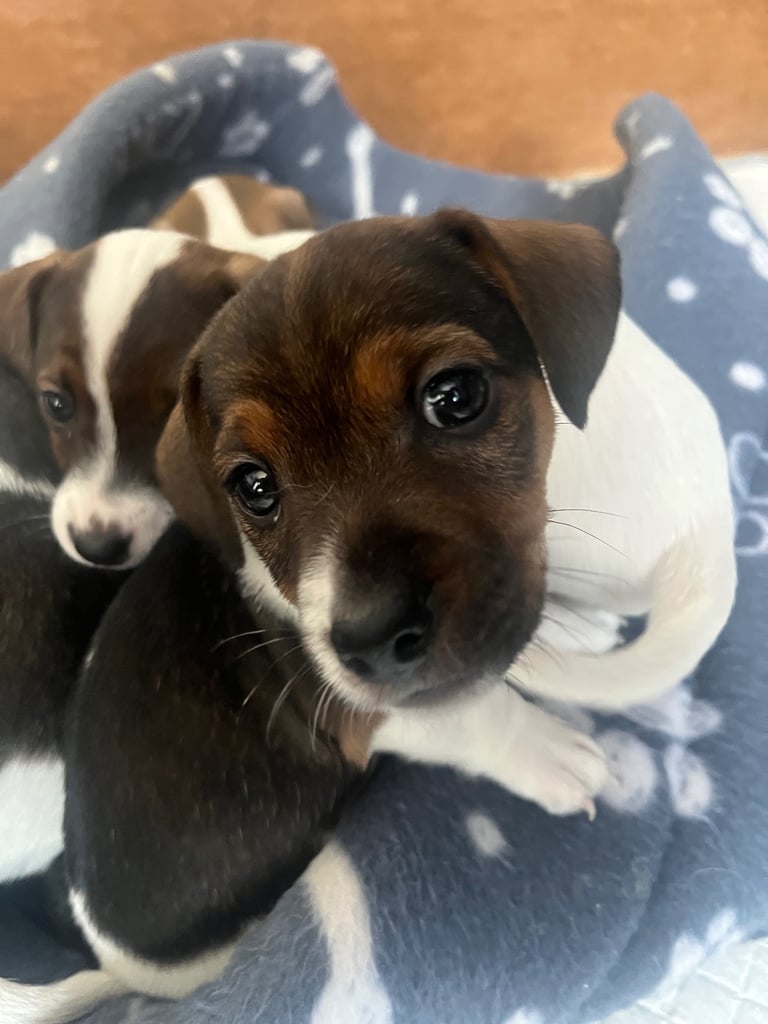 Jack Russell pups for sale